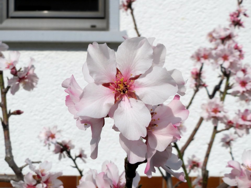 20150318Prunus_dulcis1