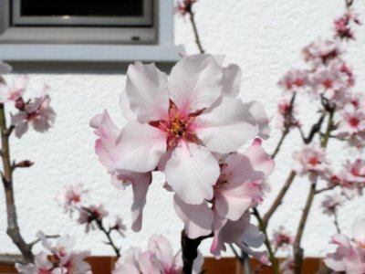 20150318Prunus_dulcis1