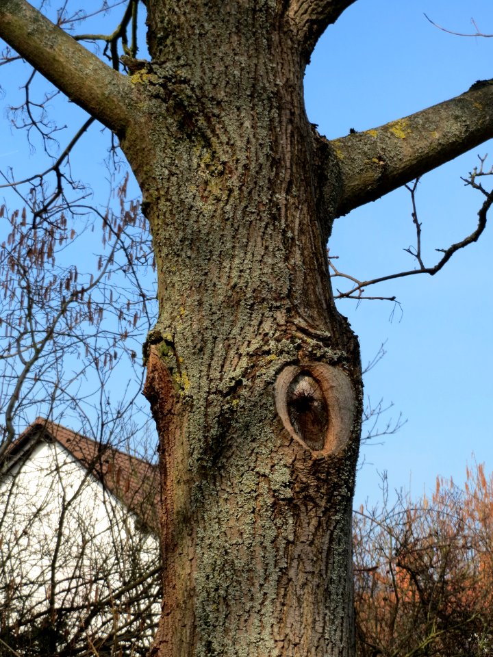 20150318Acer_platanoides2