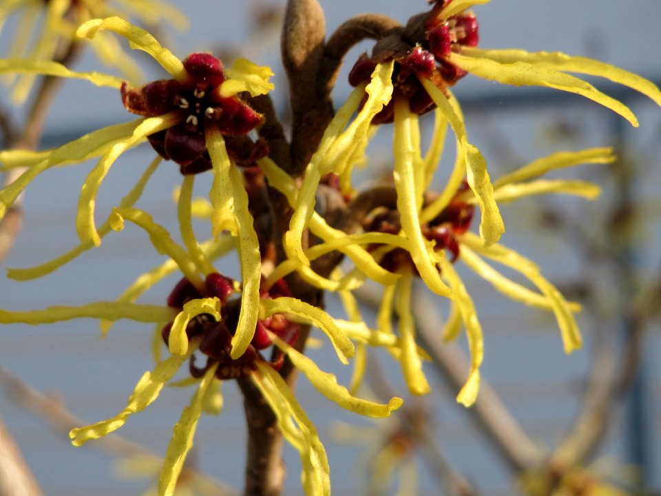 20150318Hamamelis_virginiana4