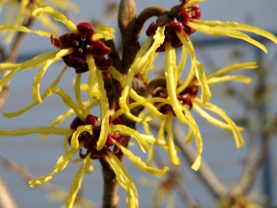 20150318Hamamelis_virginiana4
