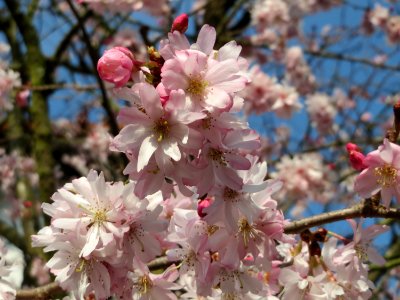 20150318Prunus_serrulata2