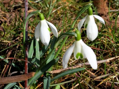 20150305Galanthus_nivalis3