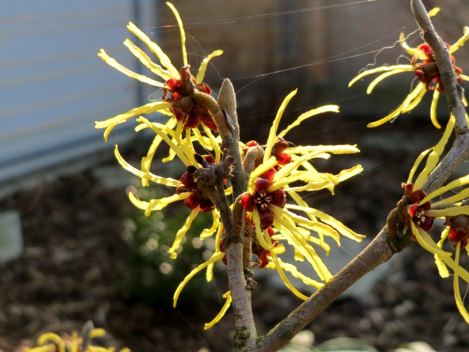 20150318Hamamelis_virginiana3