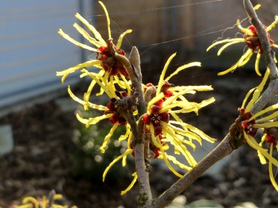 20150318Hamamelis_virginiana3