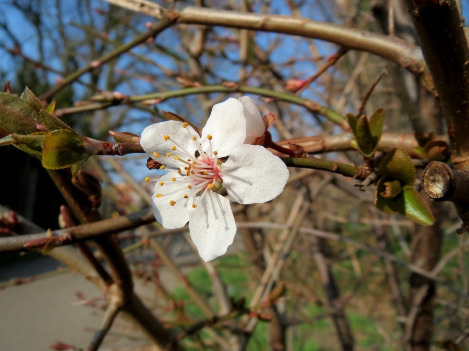 20150318Prunus_cerasifera3