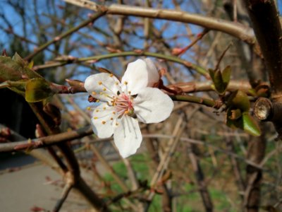 20150318Prunus_cerasifera3