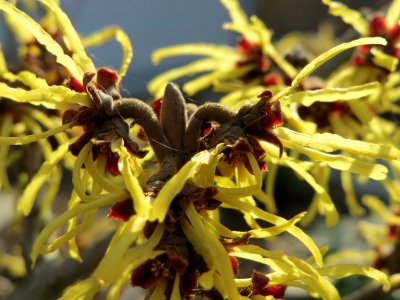 20150318Hamamelis_virginiana5