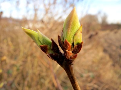 20150307Syringa_vulgaris2