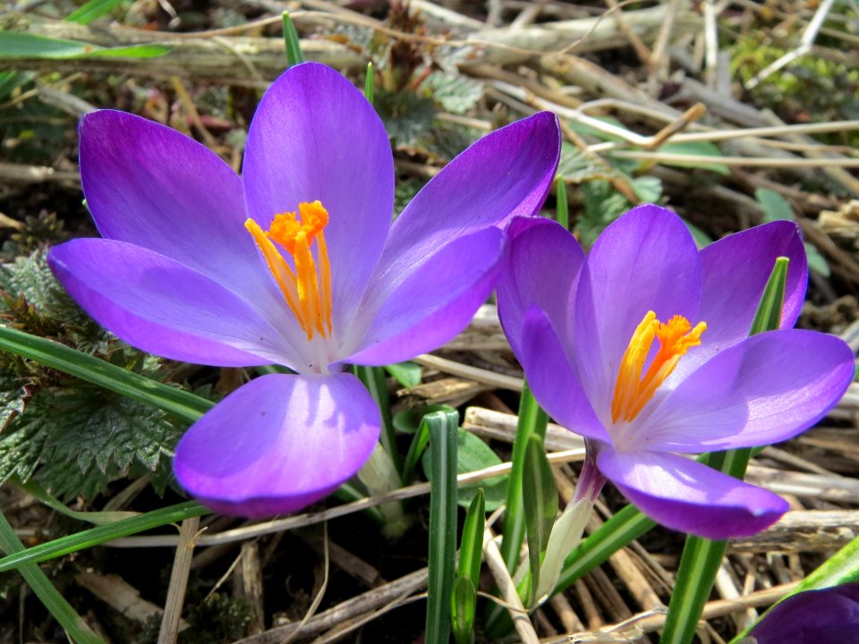 20150308Crocus_tommasinianus
