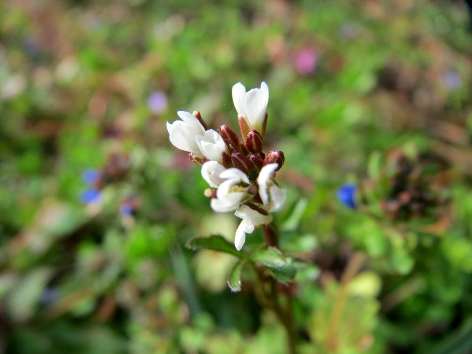 20150307Cardamine_hirsuta2