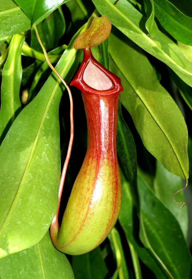 Nature flower exotic