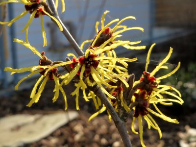 20150318Hamamelis_virginiana2