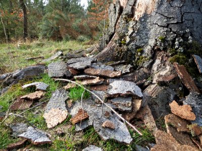 20150308Fagus_sylvatica3