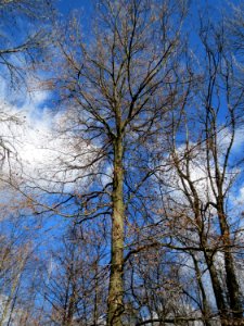 20150305Fagus_sylvatica
