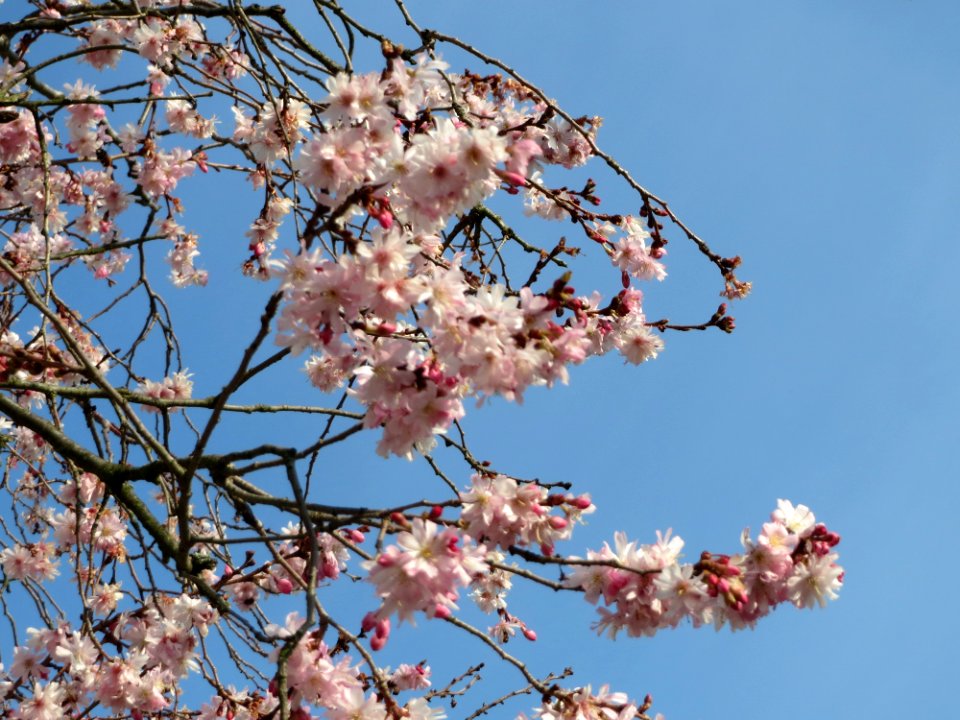 20150318Prunus_serrulata1