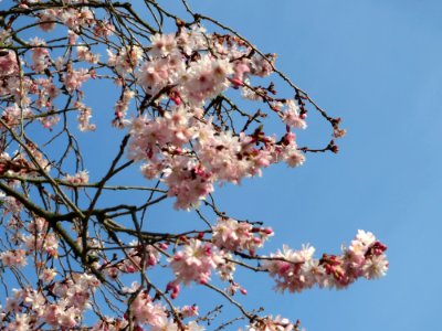 20150318Prunus_serrulata1