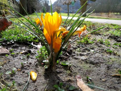 20150305Crocus_chrysanthus1