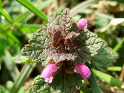 20150308Lamium_purpureum2