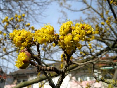 20150308Cornus_mas2
