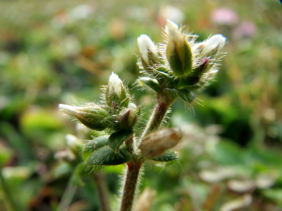 20150307Cerastium_glomeratum2