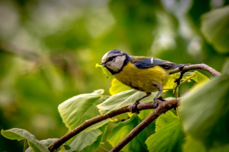 20150524_Blaumeise_am_Bostalsee_IMG_4669_by_sebaso