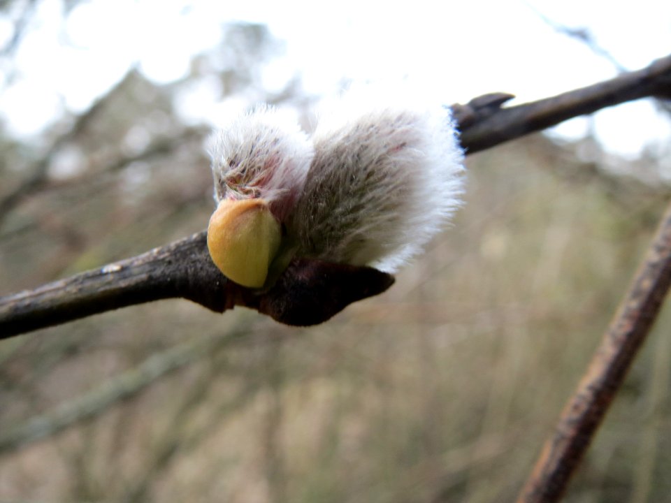 20150308Salix_caprea