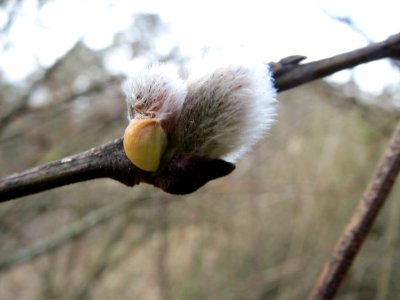 20150308Salix_caprea