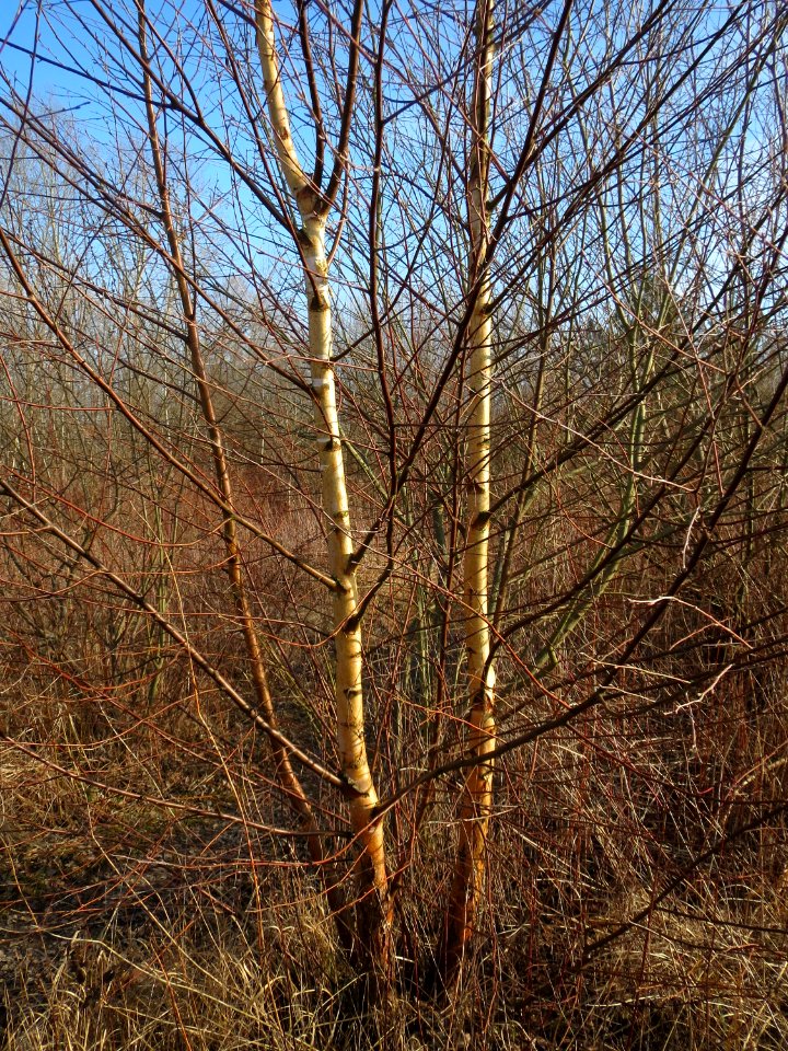 20150309Betula_pubescens4