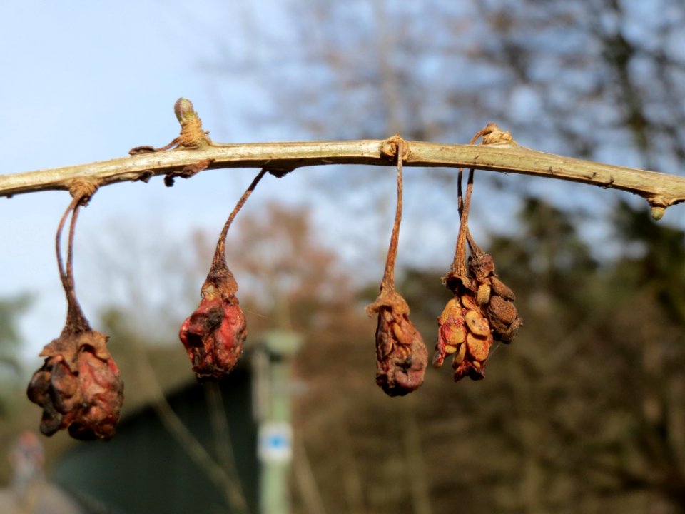 20150308Lycium_barbarum1