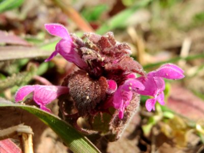 20150308Lamium_purpureum1