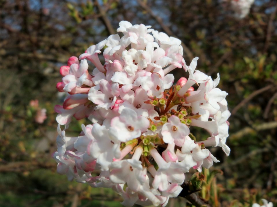 20150318Viburnum_x_bodnantense4