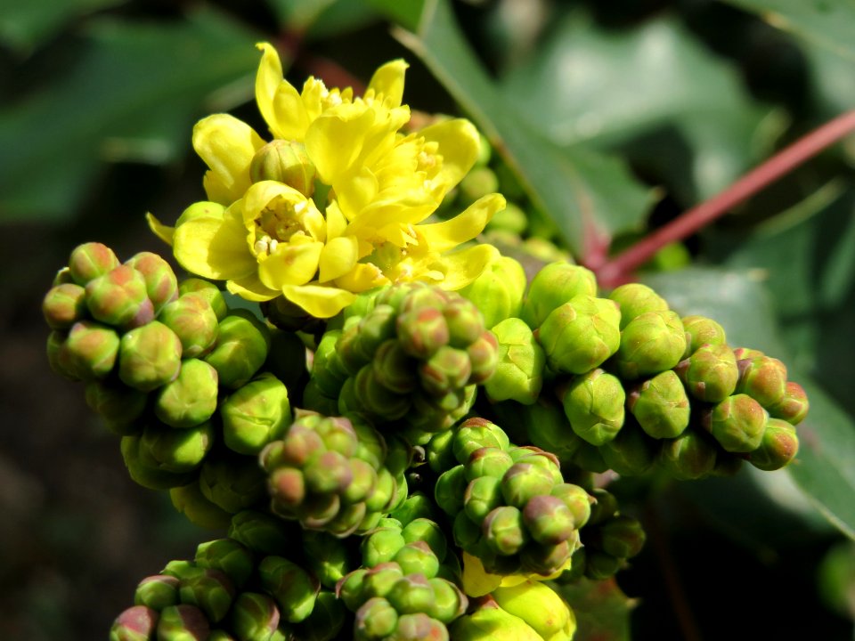 20150308Mahonia_aquifolium3