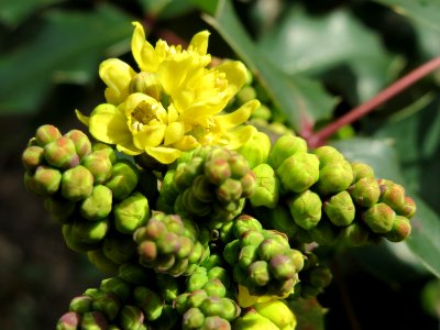 20150308Mahonia_aquifolium3