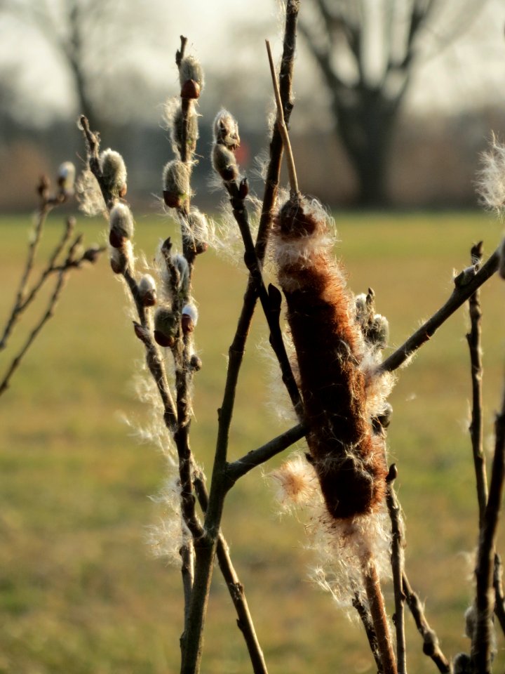 20150317Typha_latifolia3