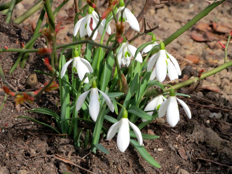 20150308Galanthus_nivalis
