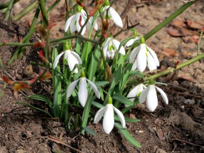 20150308Galanthus_nivalis