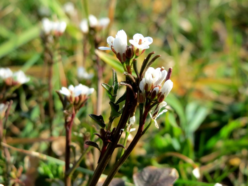 20150318Cardamine_hirsuta6