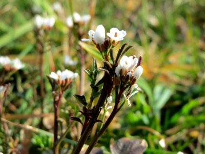 20150318Cardamine_hirsuta6
