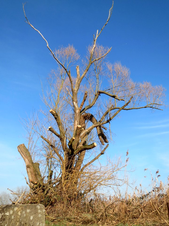 20150317Salix_alba5