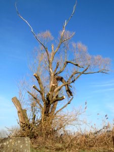 20150317Salix_alba5