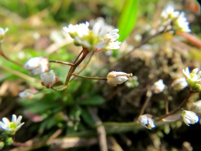 20150308Draba_verna10