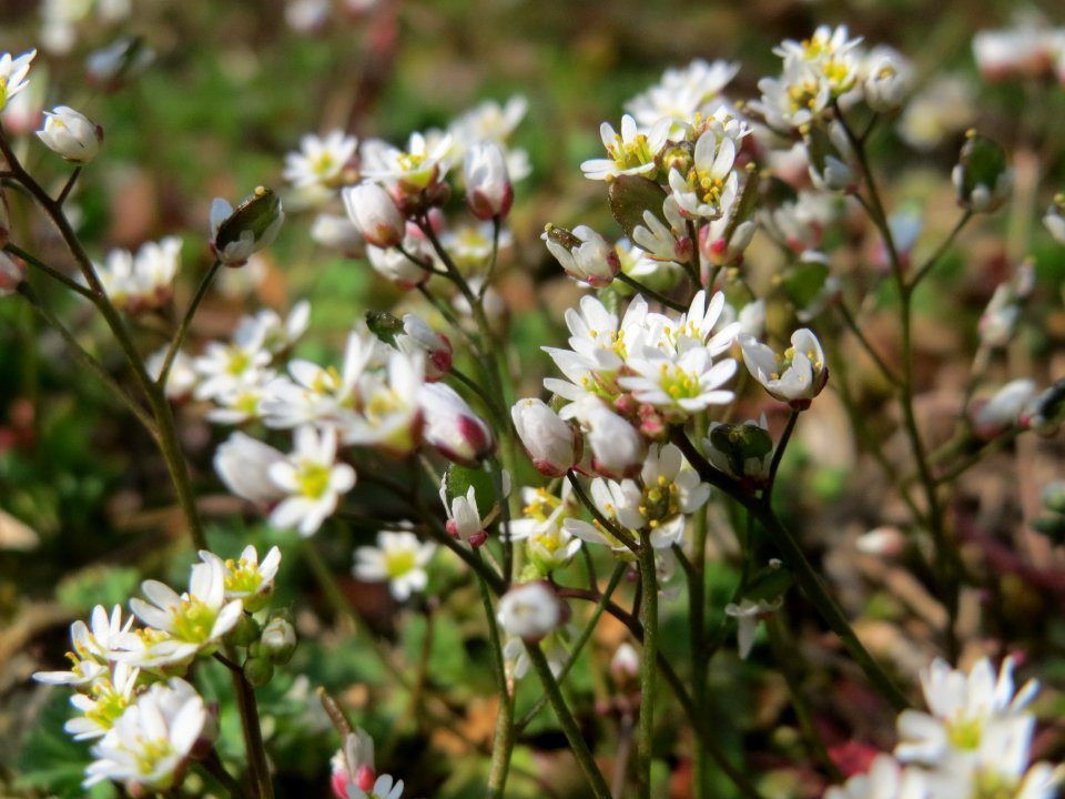 20150318Draba_verna3