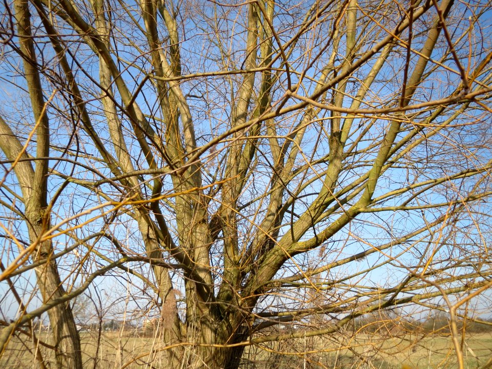 20150317Salix_alba2