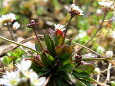 20150308Draba_verna02