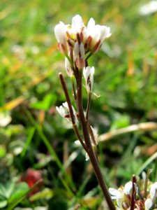 20150318Cardamine_hirsuta1