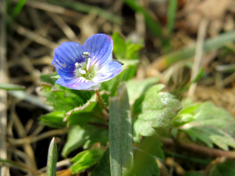 20150308Veronica_persica2