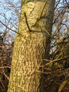 20150317Populus_tremula4