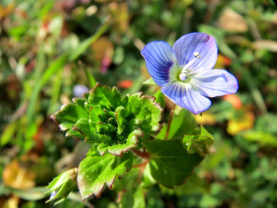 20150317Veronica_persica