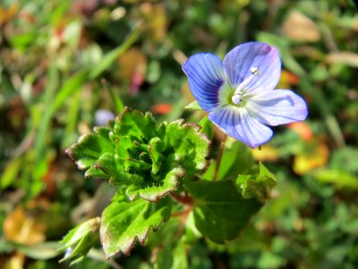 20150317Veronica_persica